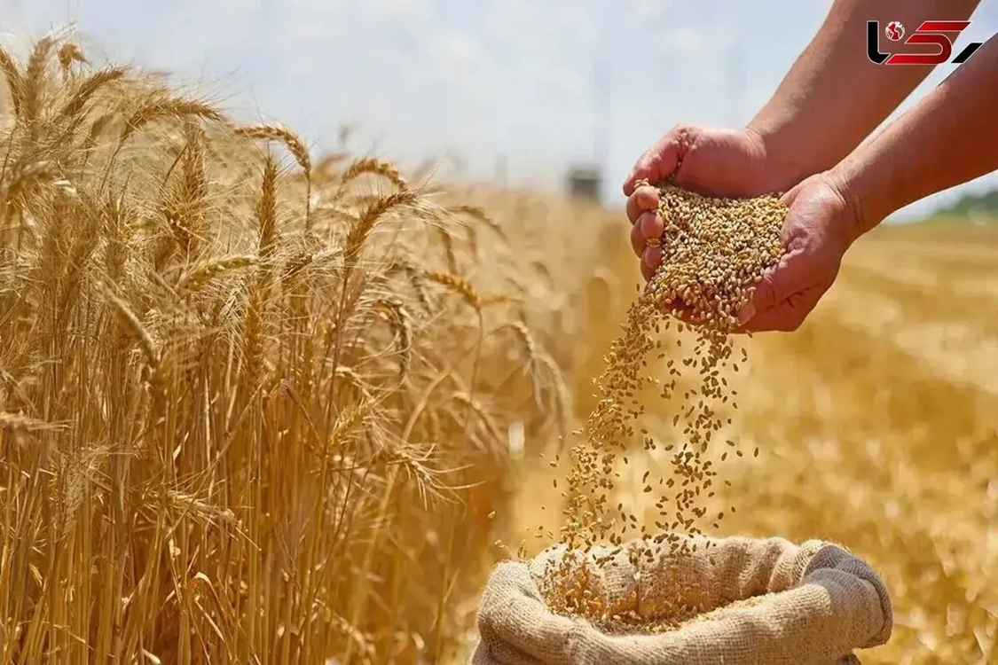 خرید تضمینی گندم در آذربایجان‌شرقی ۱۶ درصد افزایش یافت/ ۶۰ درصد مطالبات گندمکاران پرداخت شد